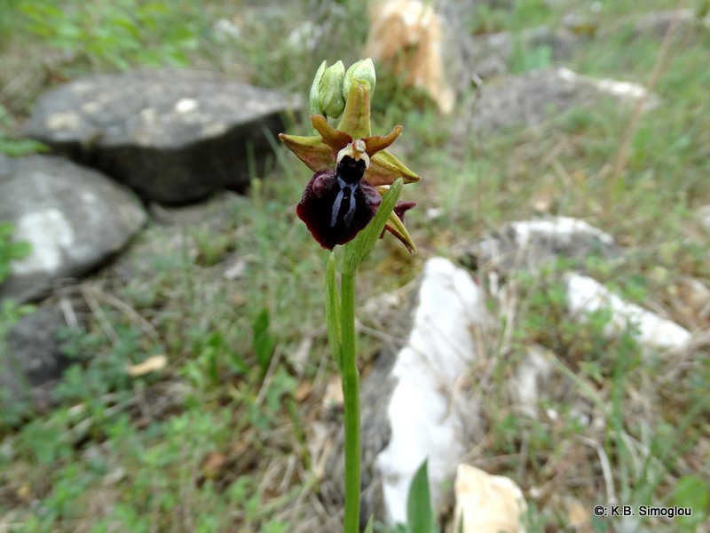 Ophrys sphegodes (2)