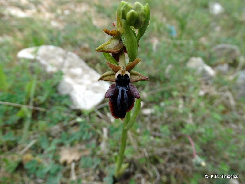 Ophrys sphegodes (3)