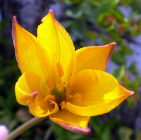 Tulipa australis, Liliaceae