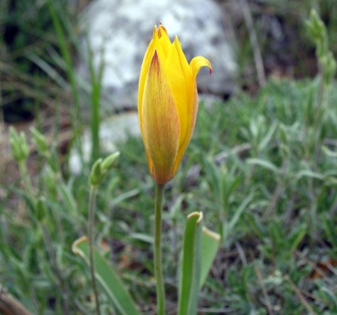 Tulipa australis, Liliaceae