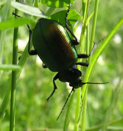 Calosoma sycophanta, Carabidae