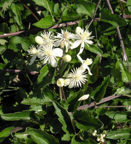 Clematis vitalba, Ranunculaceae