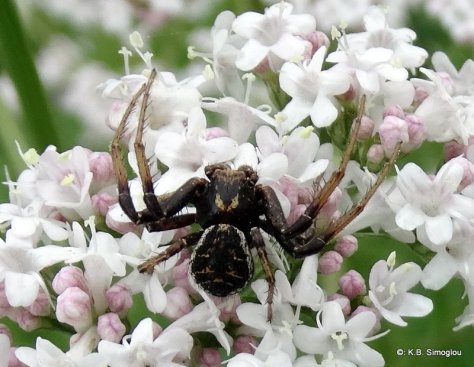 Xysticus spp. (Thomisidae) on Valeriana officinalis