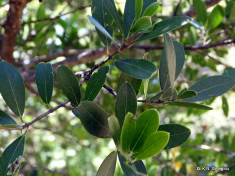 Phillyrea latifolia, Oleaceae-002