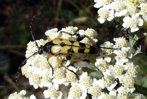 Rutpela maculata, Cerambycidae, Lepturinae-001