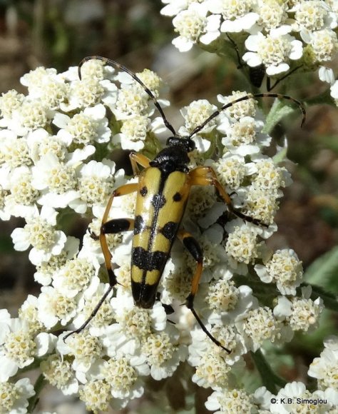 Rutpela maculata, Cerambycidae, Lepturinae